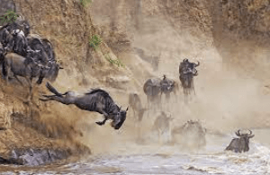 Experience the Wildebeest Migration Safari in Kenya - Expeditions Masai Safaris