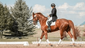 Enhancing Equestrian Experiences: The Art of Horse Riding Commentary