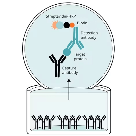 What is an ELISA Test and How Does It Work? - Crazy Tourists