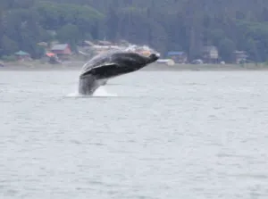 The Best Whale Watching Photo Opportunities In Juneau