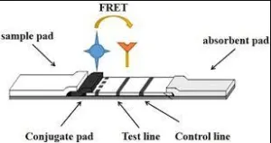 What is Lateral Flow Assay in Food Safety?