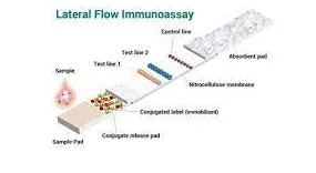 Understanding the Principle of Lateral Immunoassay: A Comprehensive Guide