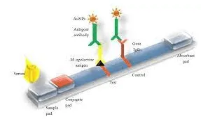 What is Lateral Flow Assay for Protein Detection?