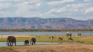 Ultimate Guide to Mana Pools: Your Adventure-Packed Zimbabwe Safari Package